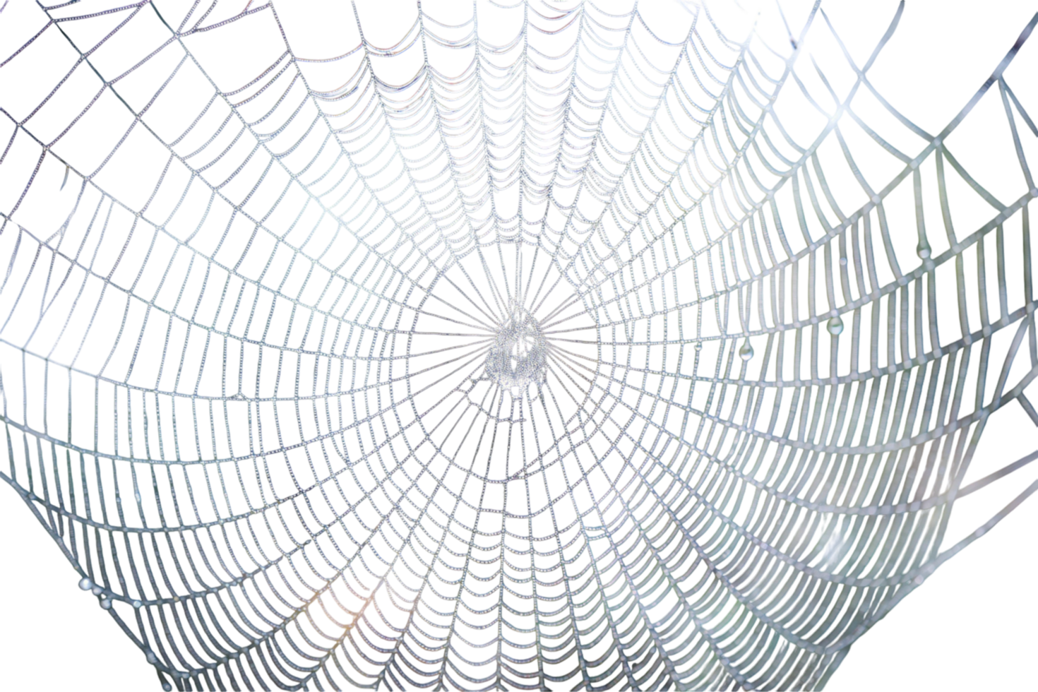 intricate spider web with dewdrops on a natural background, highlighting delicate web patterns png