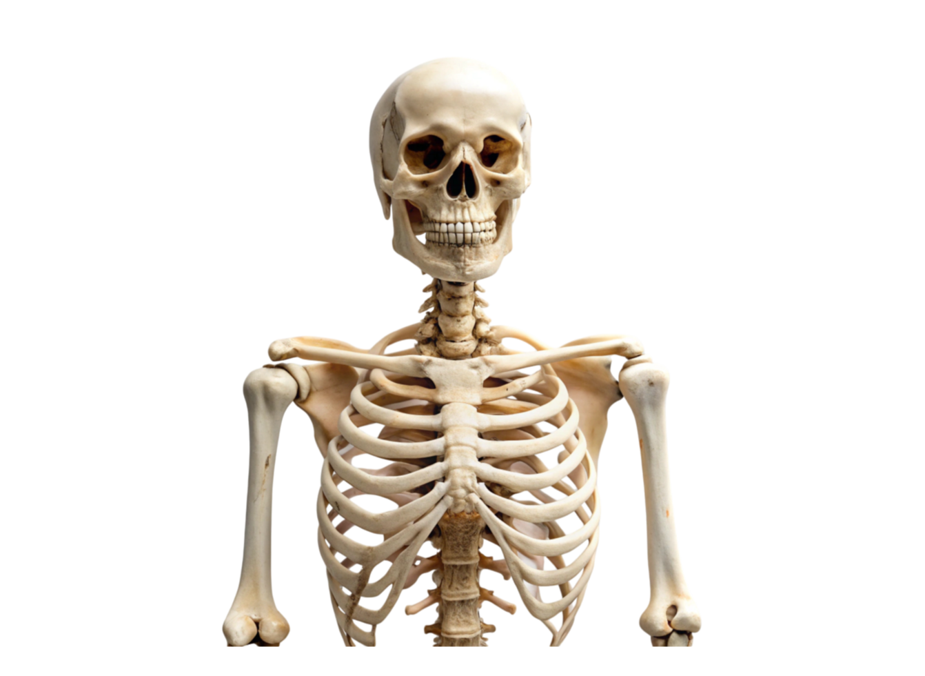 Anatomical human skeleton model showcasing detailed bone structure, isolated on Transparent Background for educational purposes png