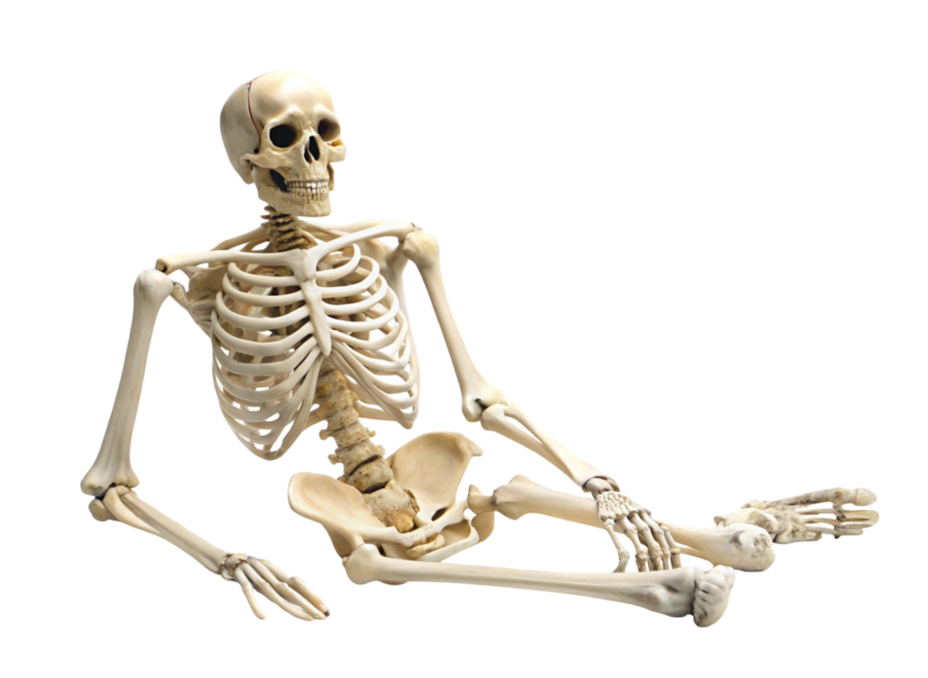 Human skeletal structure model in anatomical pose, highlighting bones and joints, isolated for medical and educational reference png