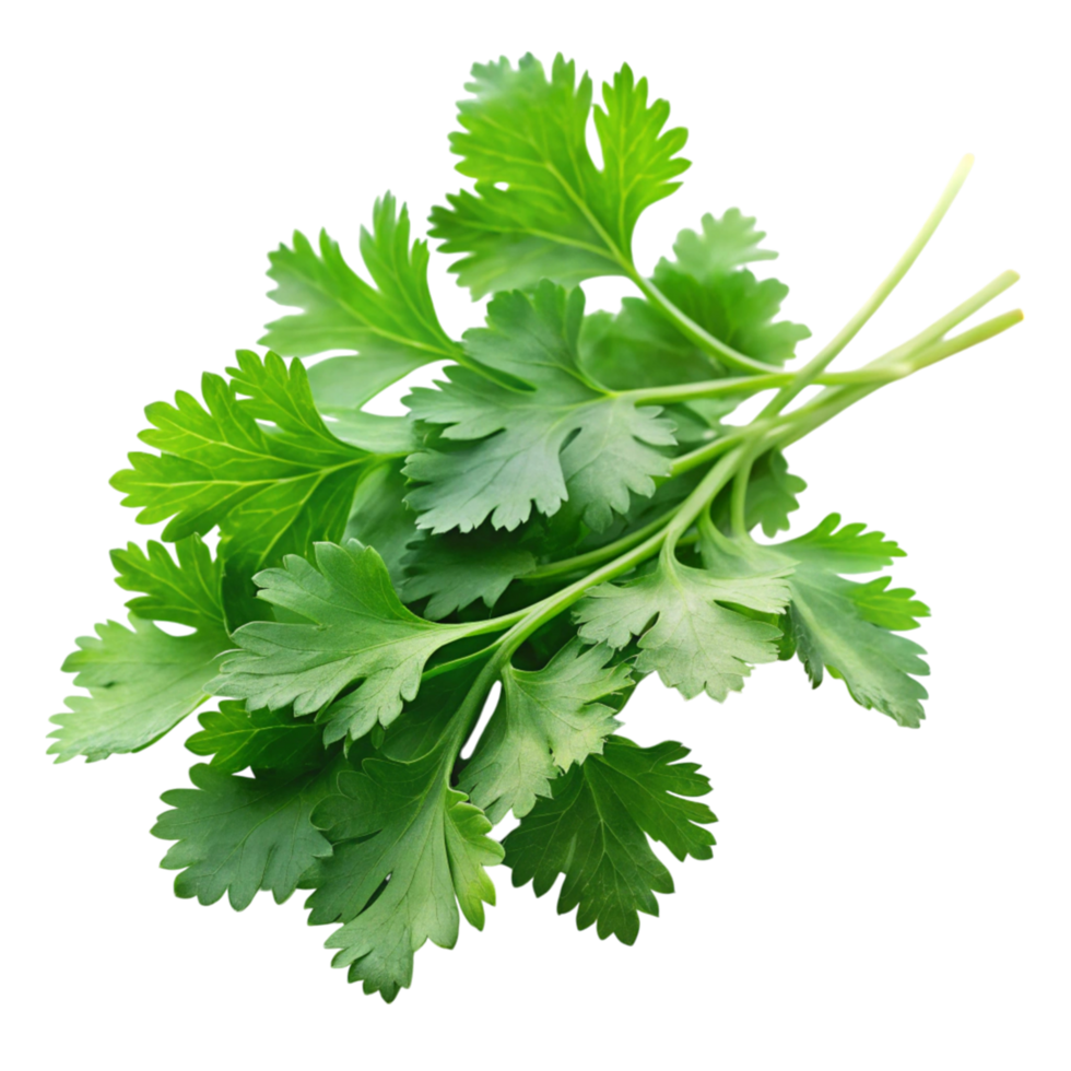 Crisp, organic cilantro leaves arranged against a plain Transparent Background, highlighting their freshness and aroma png