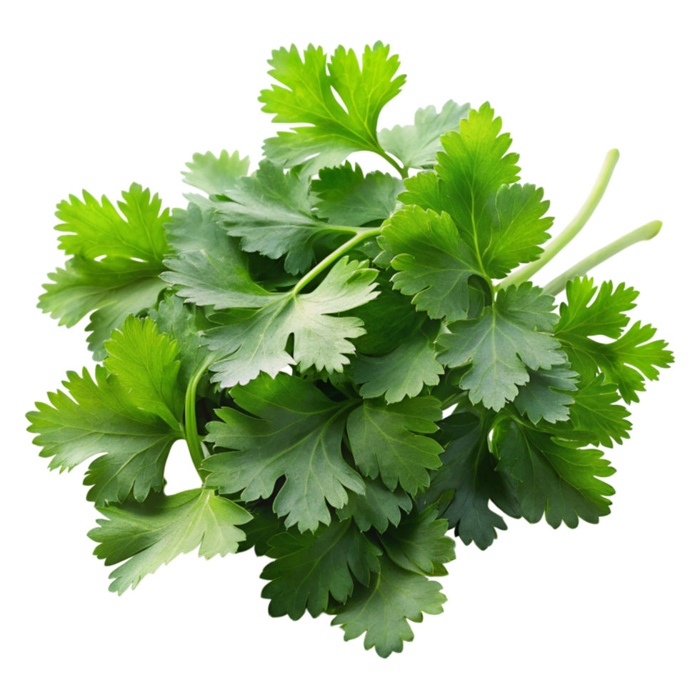 Fresh green cilantro leaves isolated on a Transparent Background, perfect for culinary use, garnishing, or seasoning png