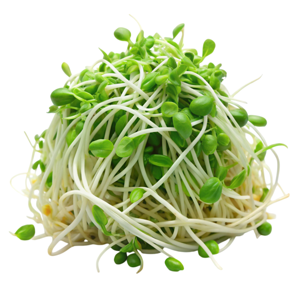 Fresh green bean sprouts isolated on Transparent Background, vibrant and nutritious vegetable ideal for salads and stir fries png