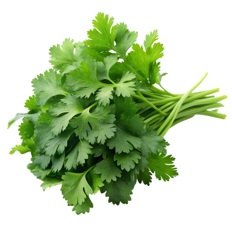 Crisp green coriander leaves on a Transparent Background, versatile herb for seasoning, salads, and garnishing png