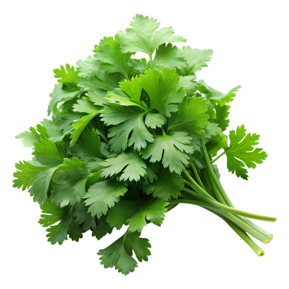 Fresh coriander bundle tied with string, isolated on white, aromatic and flavorful herb for recipes png