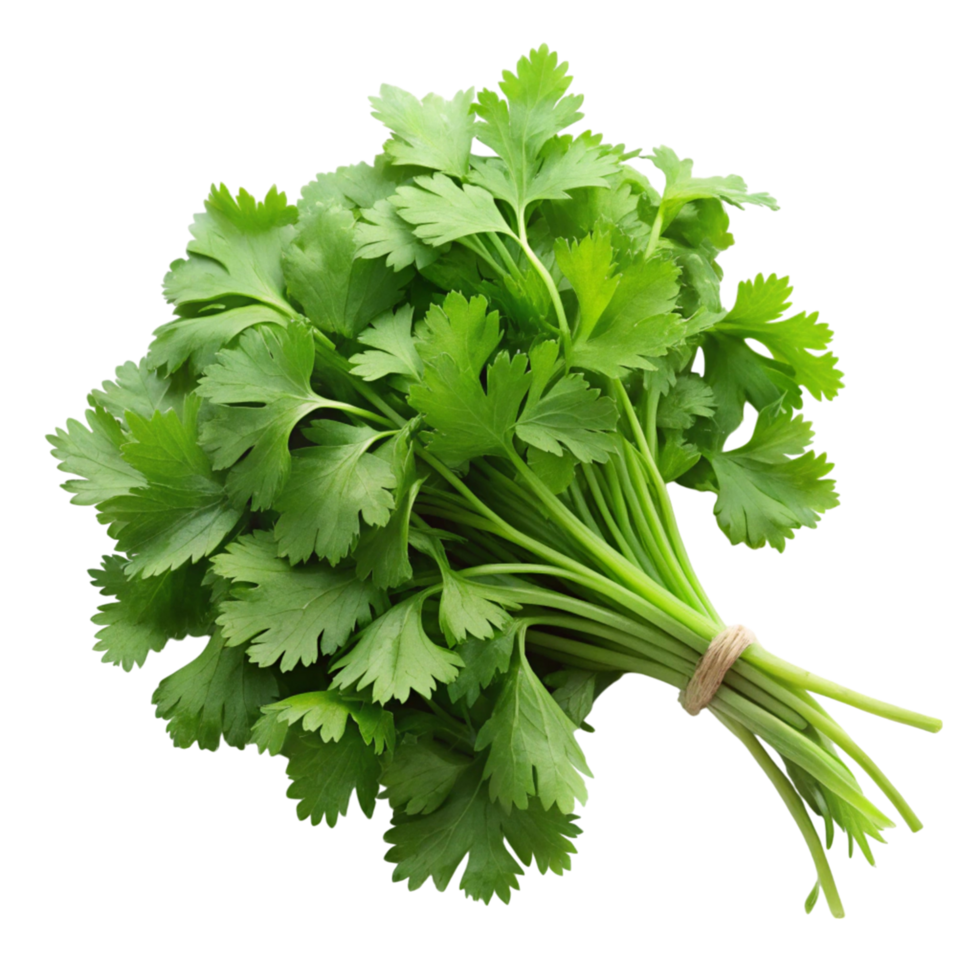 Close up of vibrant green coriander leaves on a clean Transparent Background, ideal for cooking and culinary uses png