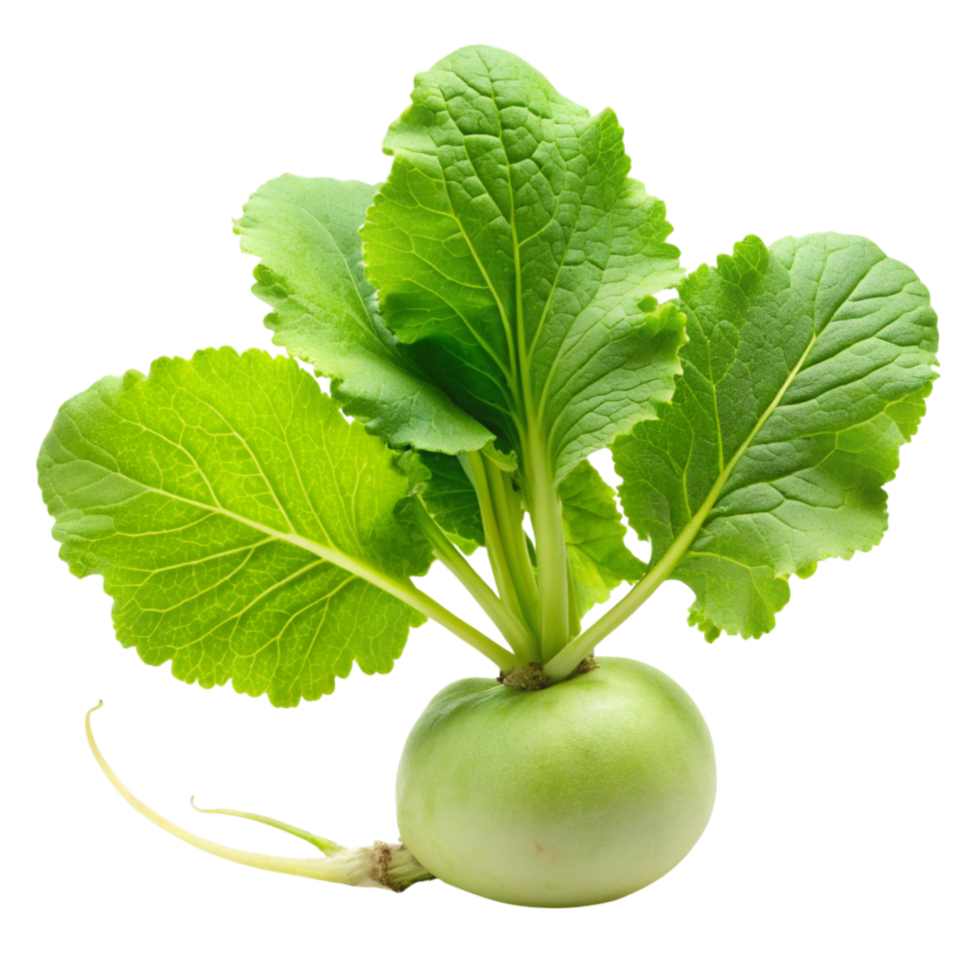 Fresh green radish with leaves isolated on Transparent Background, perfect for salads, garnishes, and healthy food concepts png