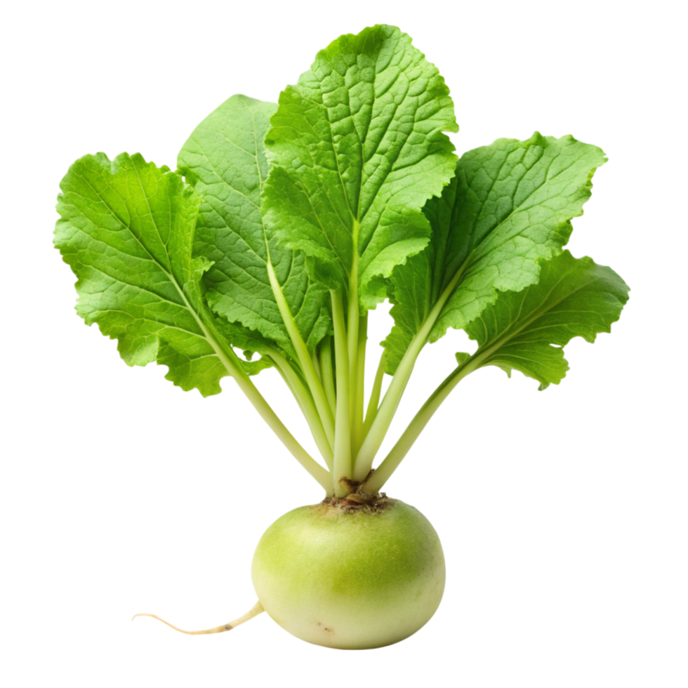 Close up of whole green radish with leafy greens, displayed on a white surface, emphasizing freshness and natural texture png