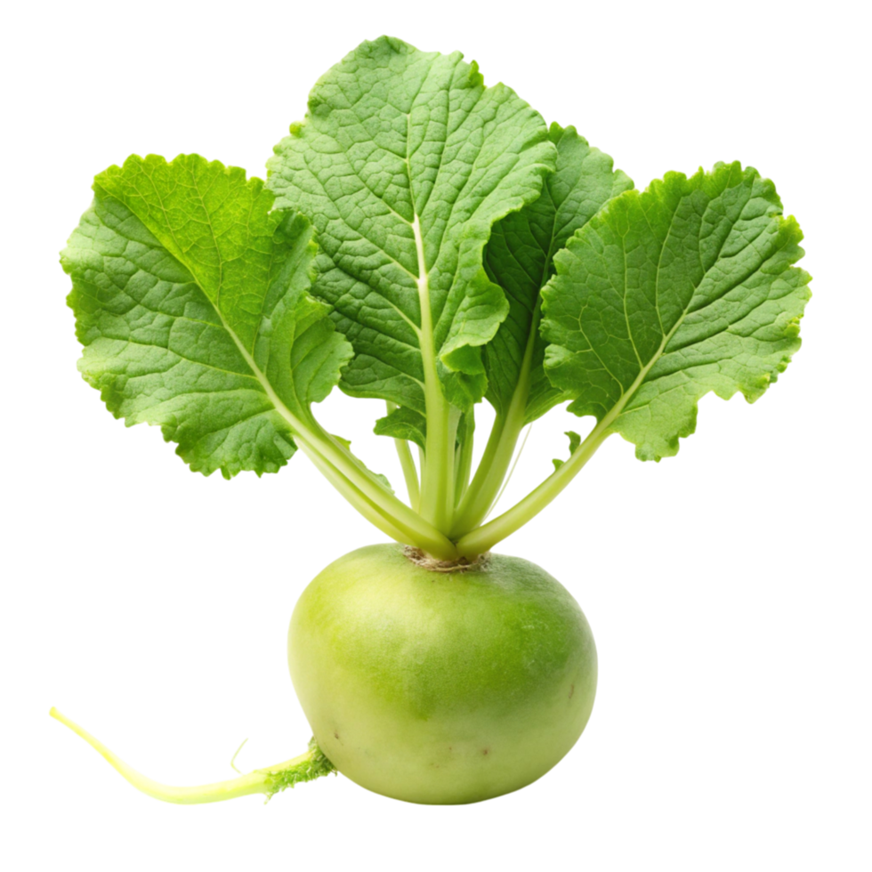 Bright green radish with crisp leaves, showcasing its freshness and vibrant color, isolated on Transparent Background png