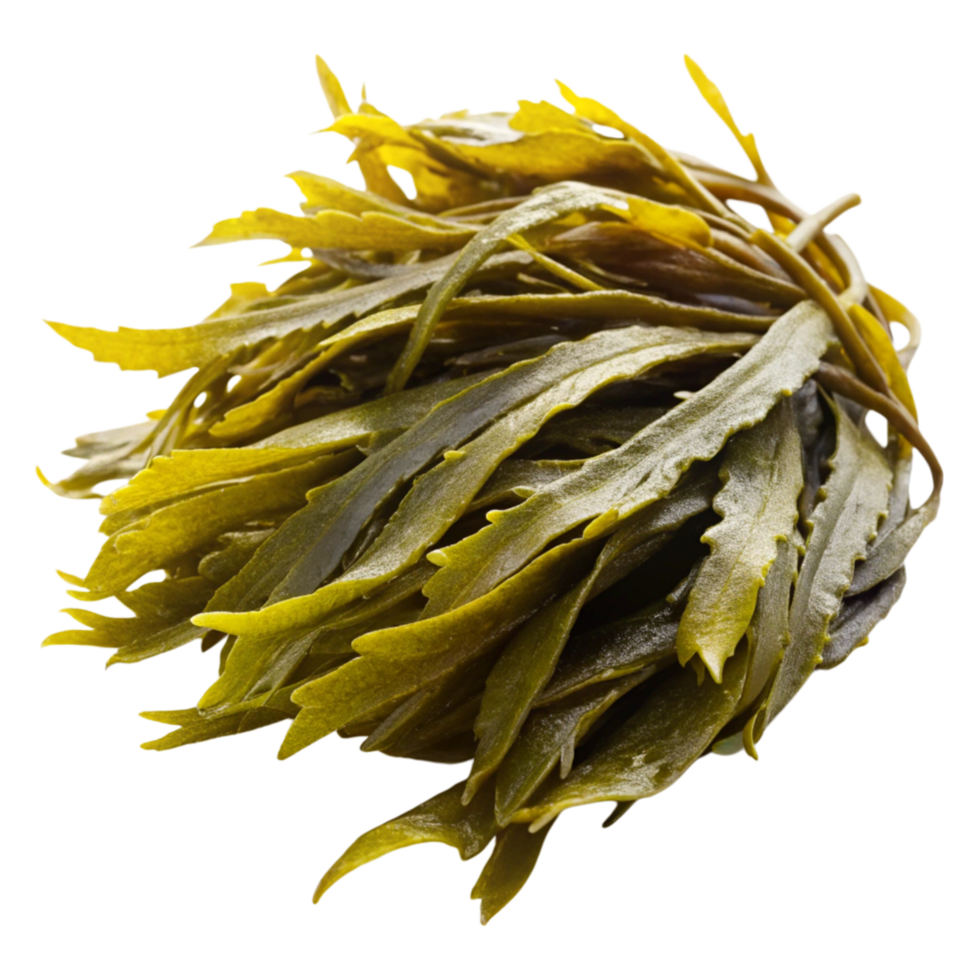 Green kelp strands arranged on Transparent Background, highlighting their use as a superfood and nutritious ingredient png