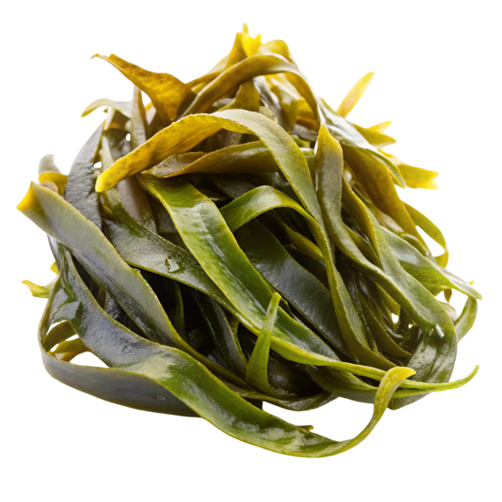 Freshly harvested kelp seaweed, isolated on white, ideal for Asian cuisine, salads, and wellness concepts png