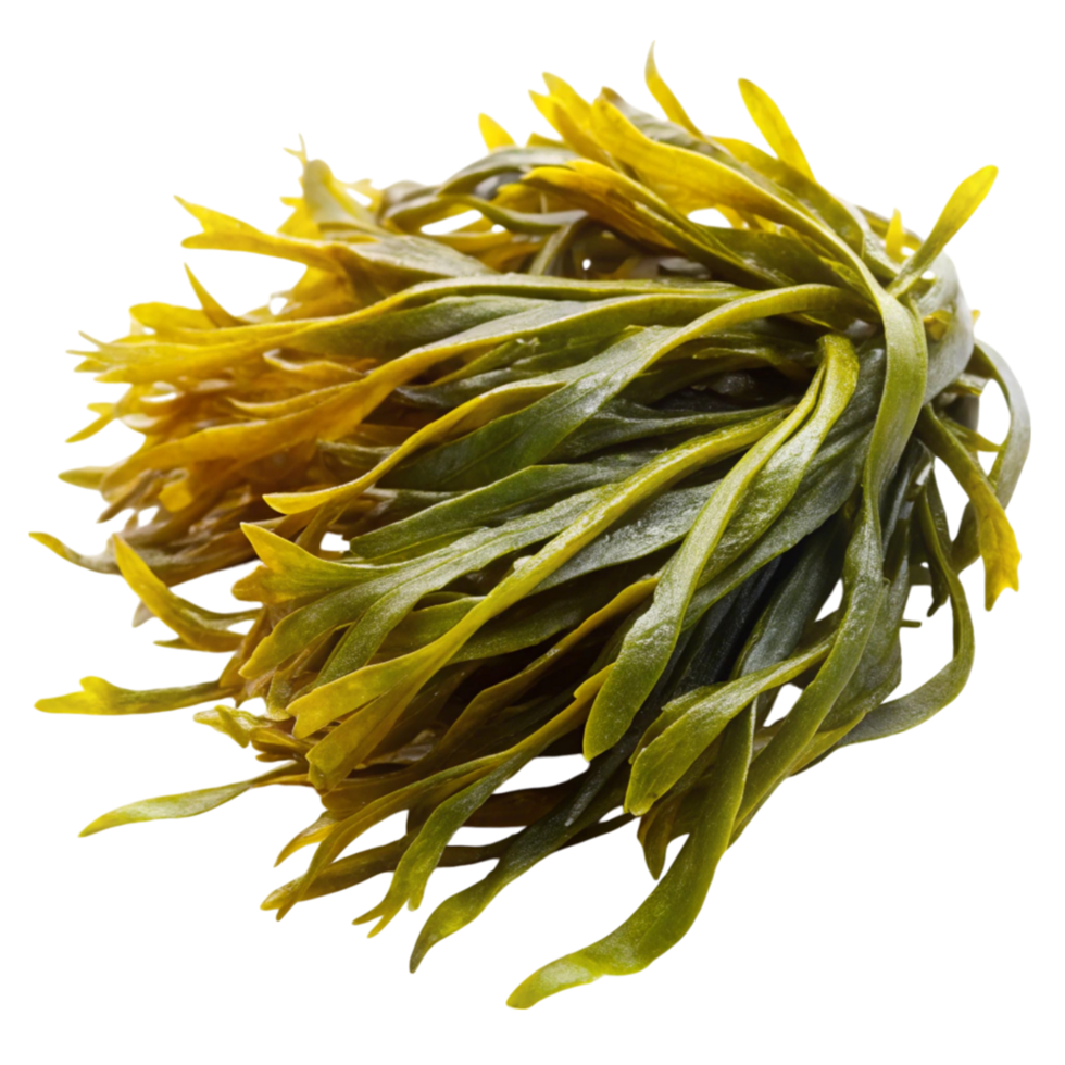 Fresh green kelp seaweed isolated on Transparent Background, perfect for superfood, health, and culinary uses png