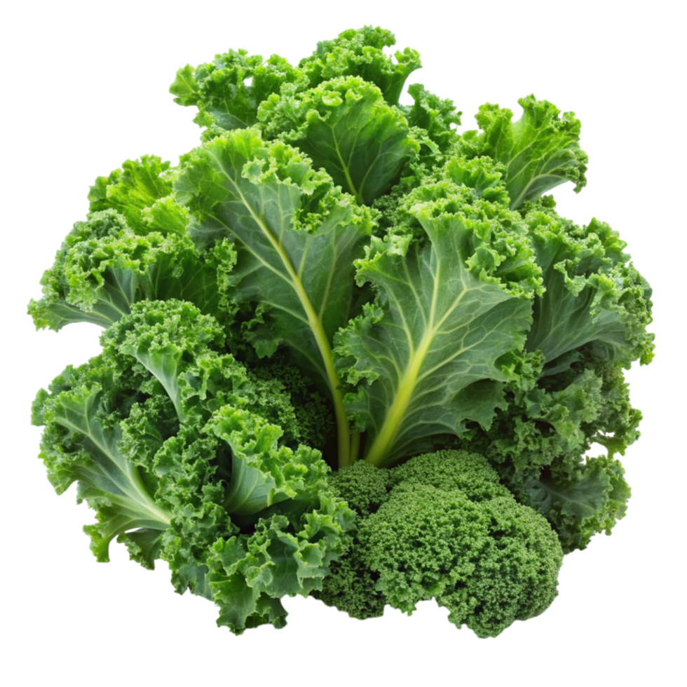 Fresh curly green kale isolated on Transparent Background, perfect for salads, smoothies, and healthy food concepts png