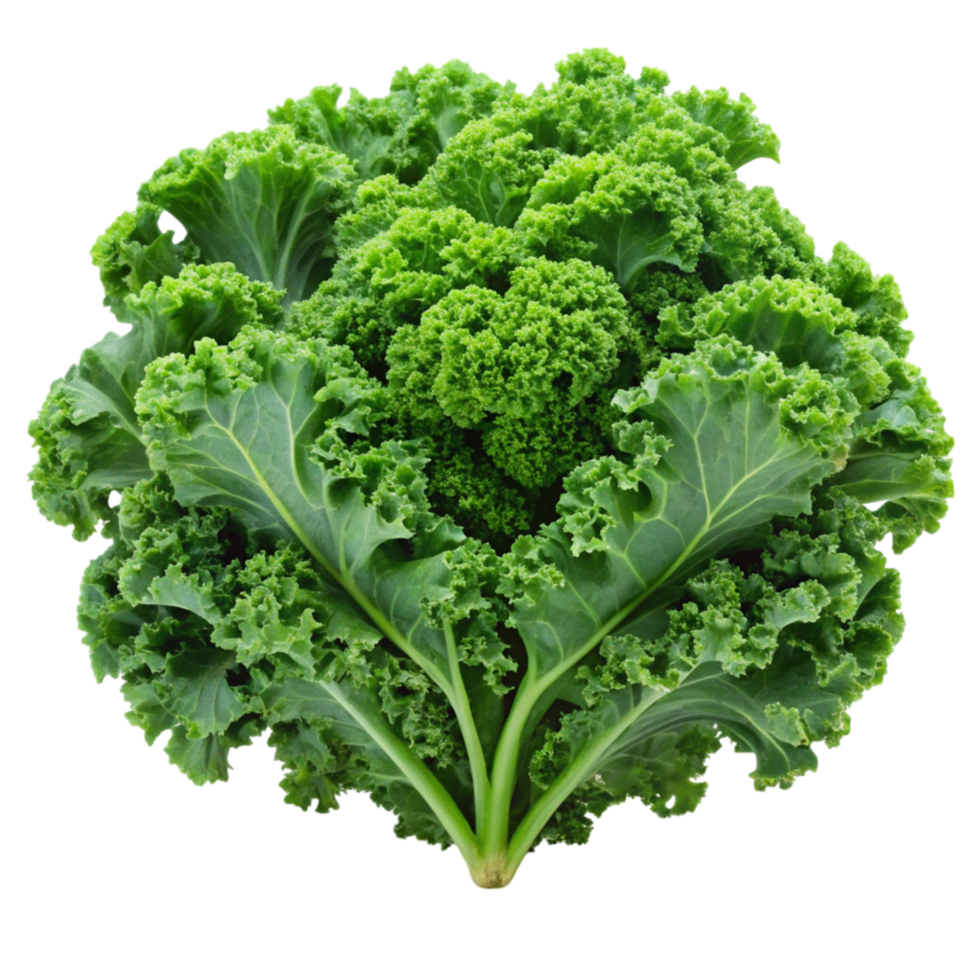 Bright and crisp curly kale leaves, arranged on Transparent Background, highlighting their use in nutritious meals png