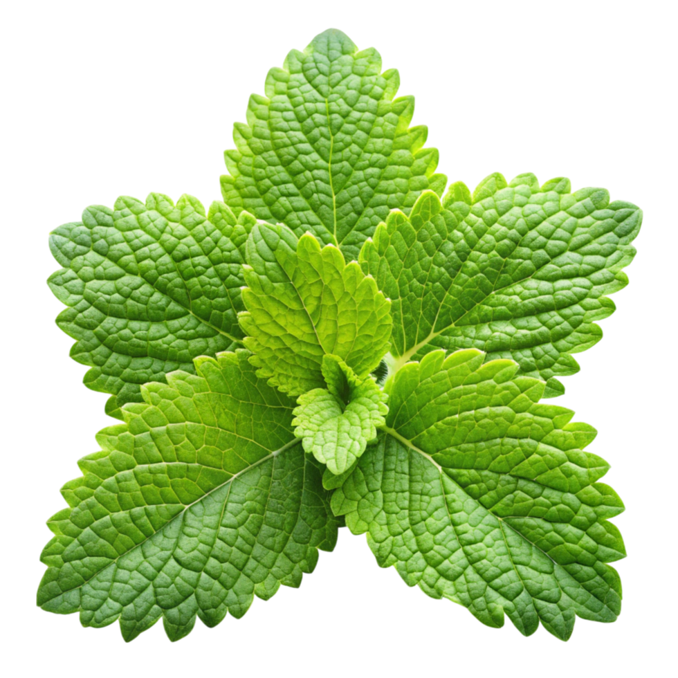 Close up of vibrant lemon balm leaves, displayed on a clean white surface, emphasizing natural color and texture png