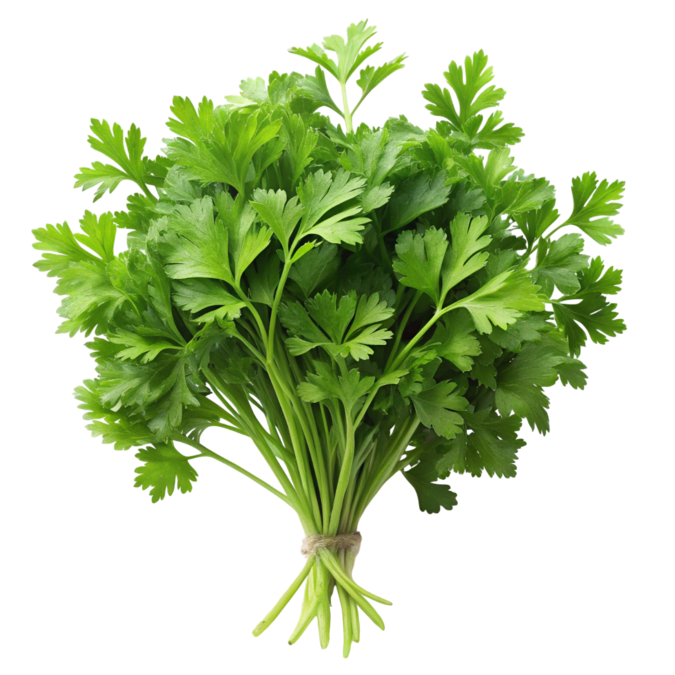 Fresh bunch of green parsley isolated on Transparent Background, perfect for cooking, garnishing, and healthy food concepts png