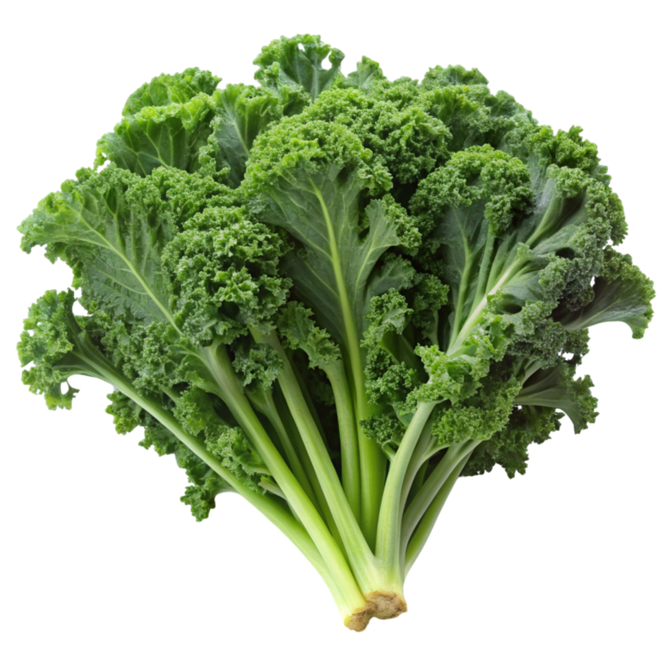Fresh bunch of curly green kale isolated on Transparent Background, ideal for healthy eating, salads, and cooking concepts png