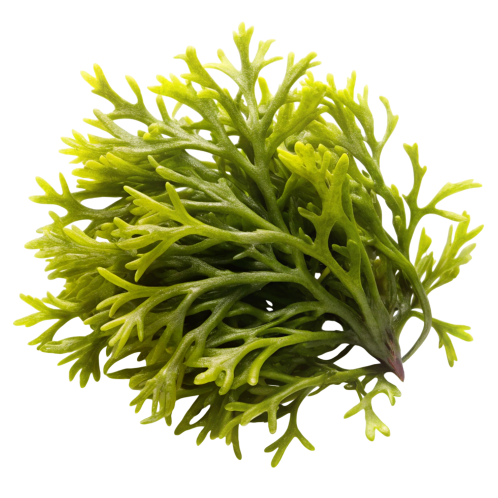 Close up of vibrant green seaweed, displayed on a clean white surface, emphasizing texture and natural freshness png