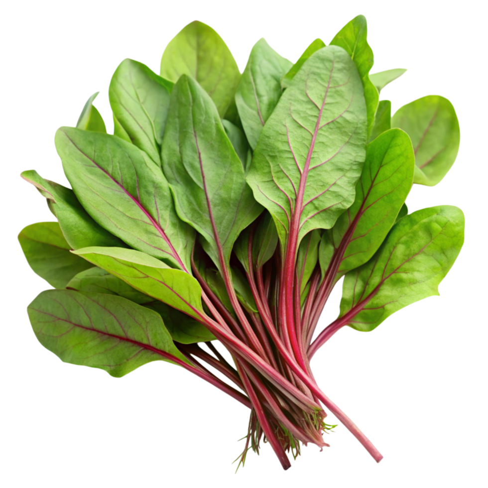 Vibrant bunch of red veined sorrel greens displayed on white surface, emphasizing freshness and natural color png