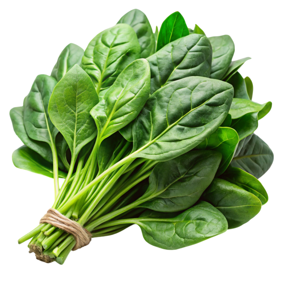 Green leafy spinach bundle displayed on a clean white surface, emphasizing freshness and vibrant color png