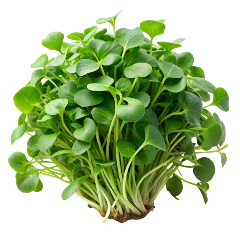 Vibrant bunch of watercress sprouts, displayed on a white surface, emphasizing freshness and nutrition png