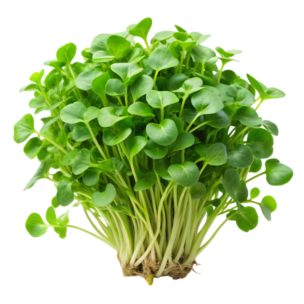 Close up of green watercress leaves, isolated on a plain Transparent Background, highlighting their crisp texture png