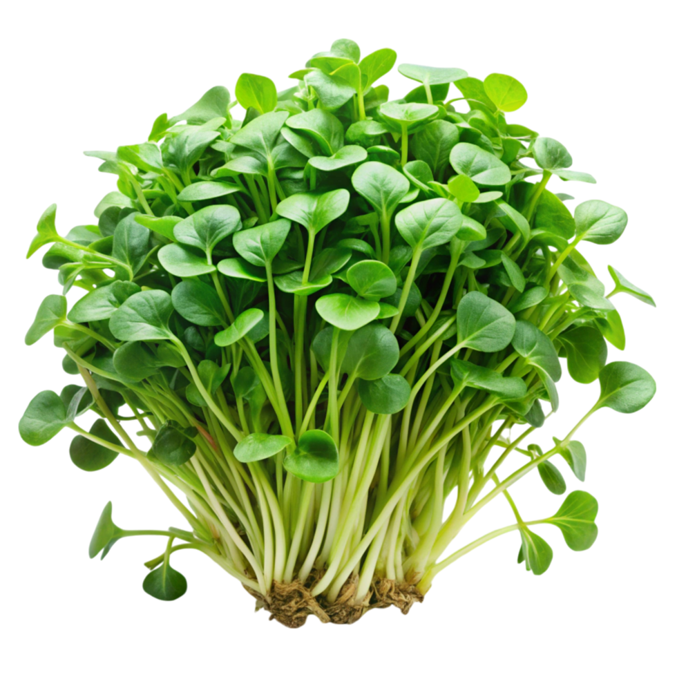 Fresh watercress microgreens bunch on Transparent Background, perfect for culinary, vegan, and organic food concepts png