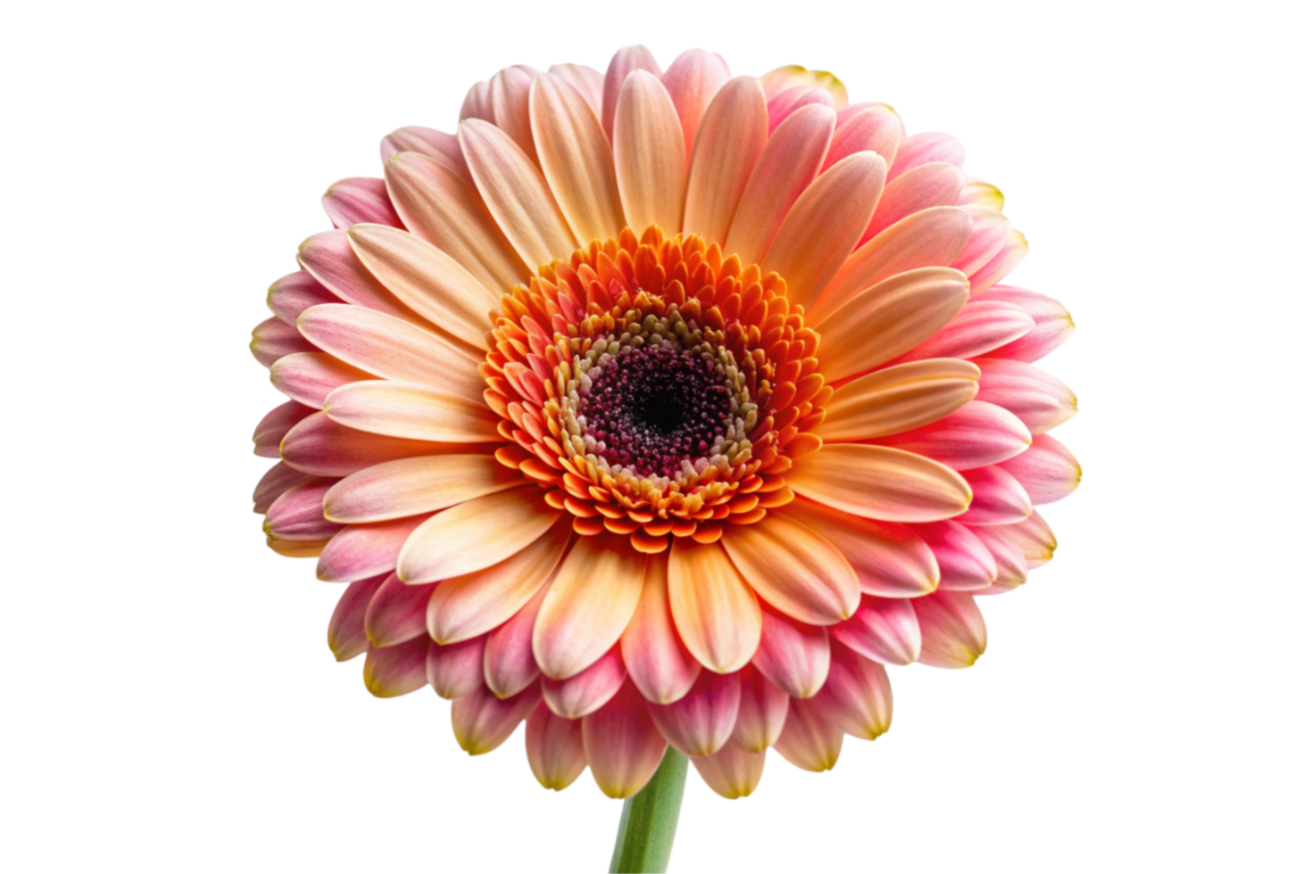 Beautiful close up of a vibrant pink gerbera daisy flower isolated on a white background png