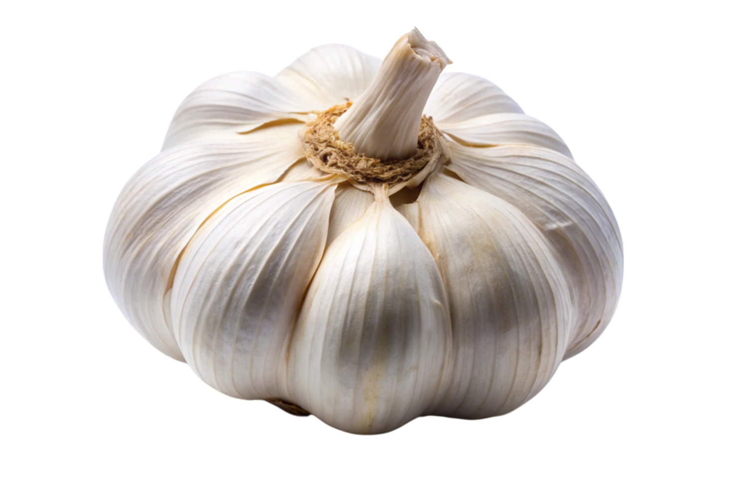 Close up of a garlic bulb with subtle shadows on white background png