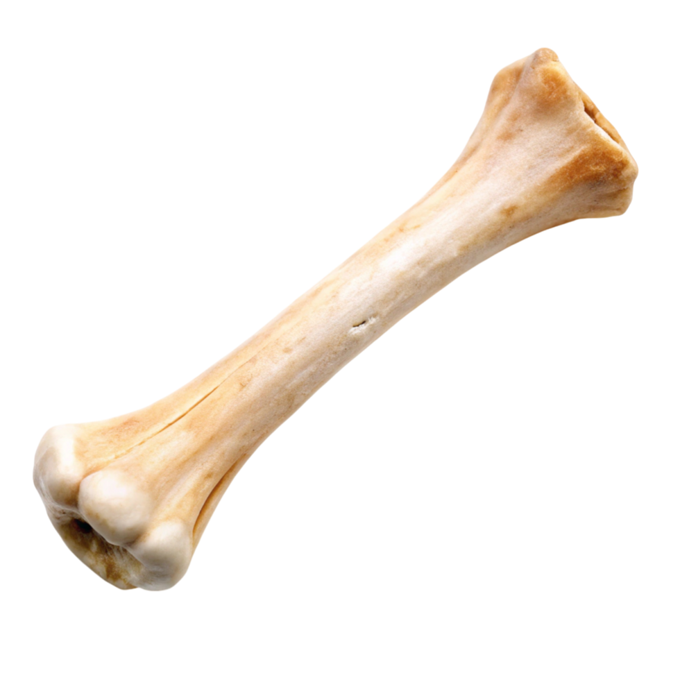 Anatomical human bone model isolated on a Transparent Background showcasing realistic bone structure details png