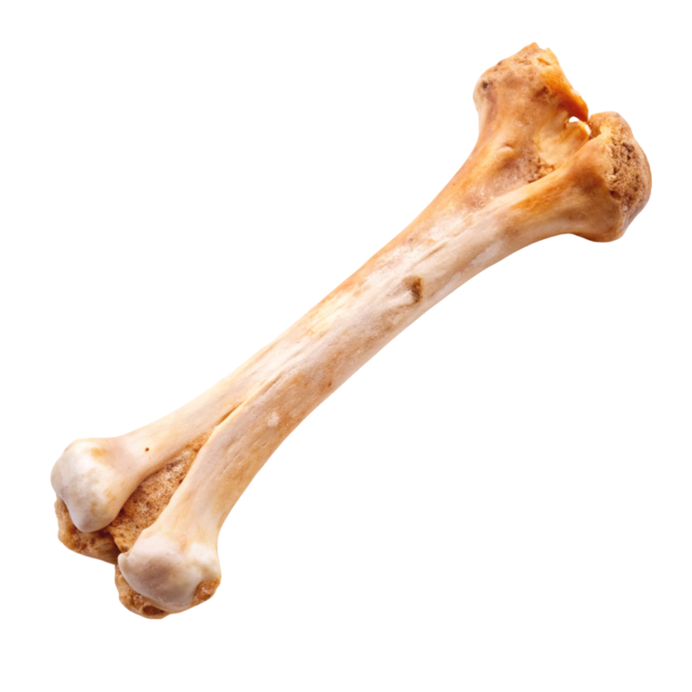 Human skeletal bone model with natural color and texture isolated on clean Transparent Background png