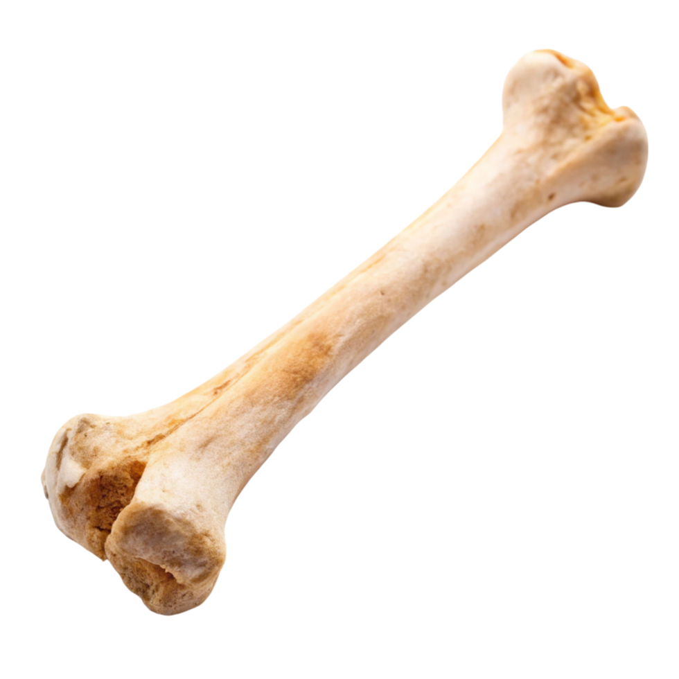 Realistic depiction of a human bone model for medical and educational use on a plain Transparent Background png