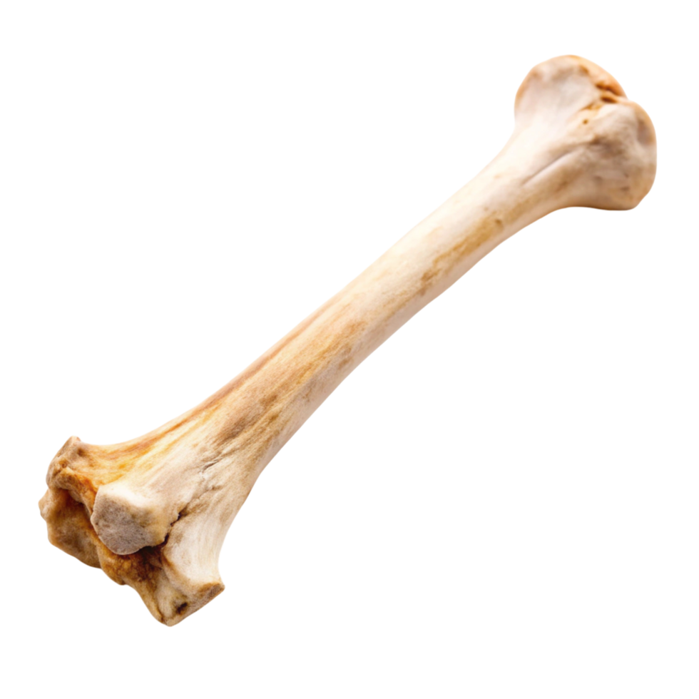 Detailed human bone anatomy model displayed against a simple Transparent Background for clarity png