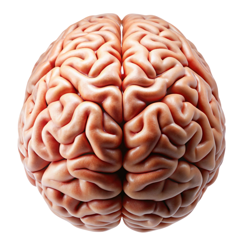 High resolution image of the human brain, highlighting complex neural patterns on Transparent Background png