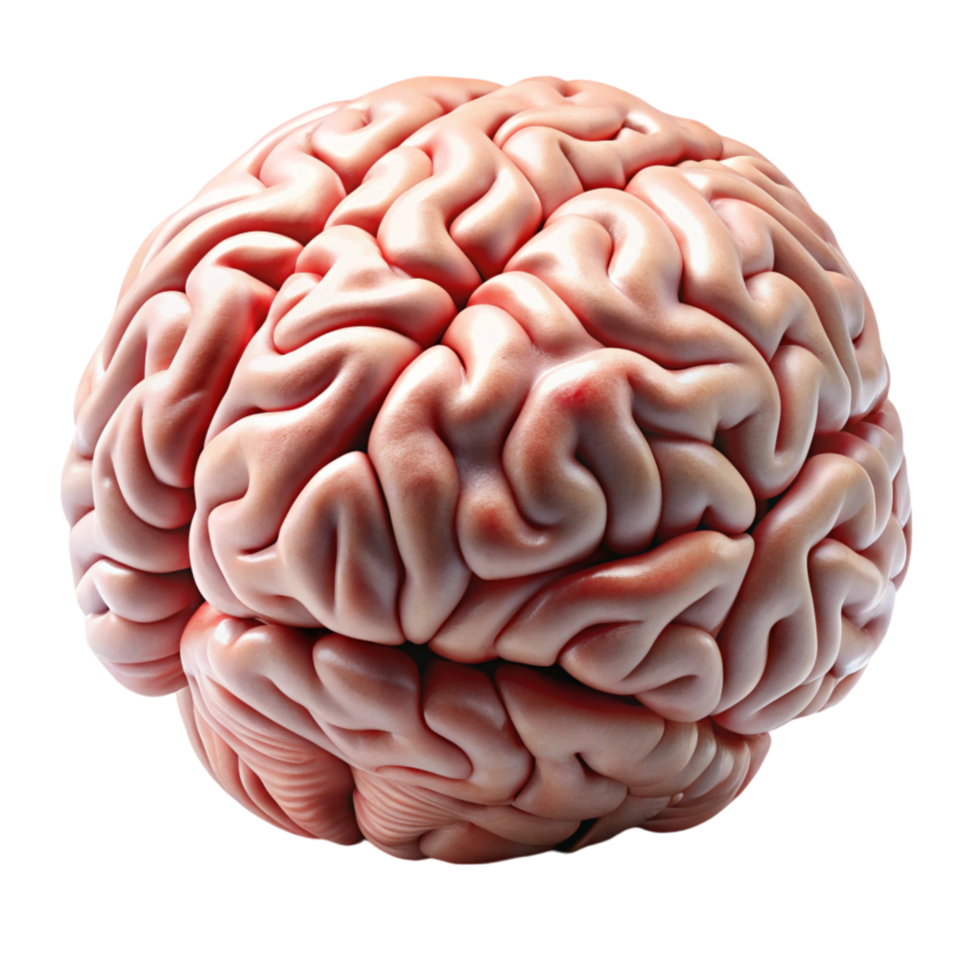 3D render of the human brain showcasing realistic textures and detailed anatomy on a clean white surface png