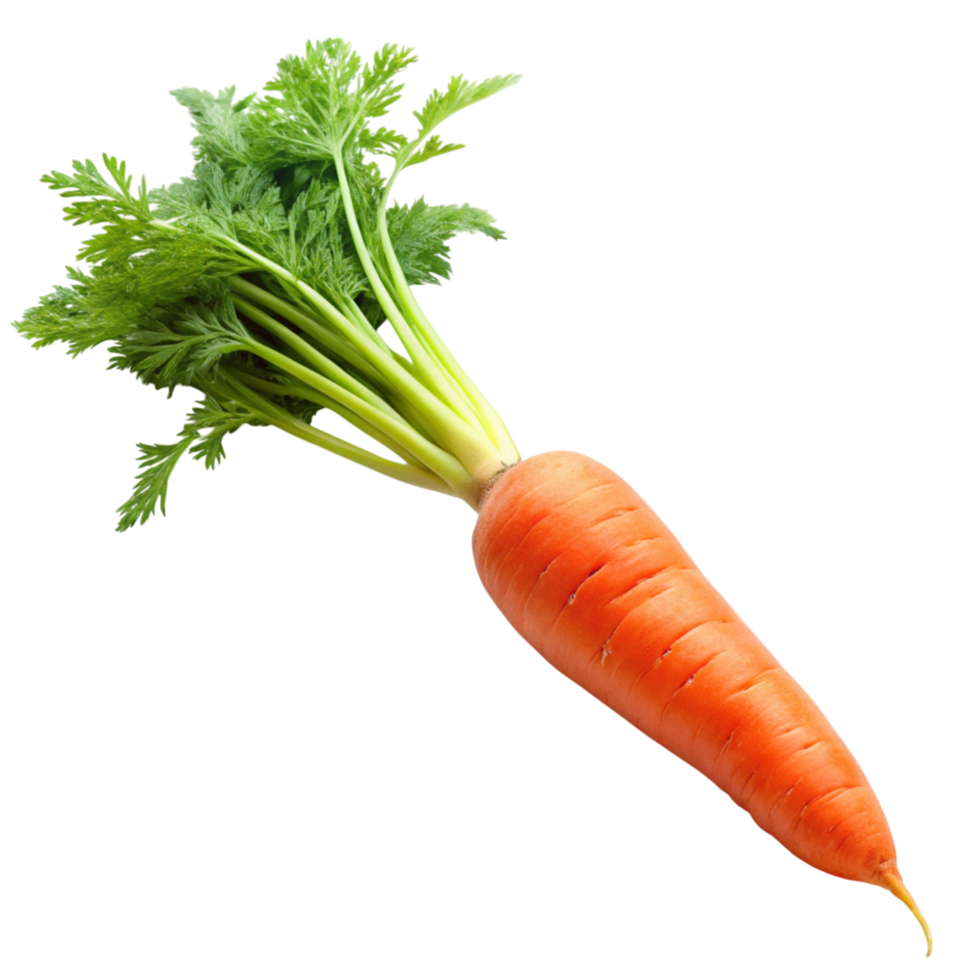 Single carrot with lush green top in high resolution, ideal for culinary and nutrition themed projects png