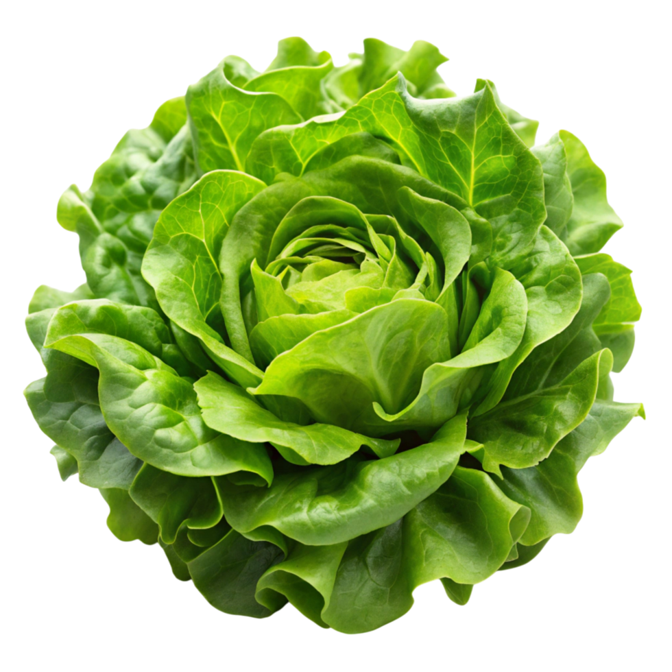 Crisp green lettuce showcasing its layered leaves and natural texture, ideal for culinary, vegan, and organic food concepts. png