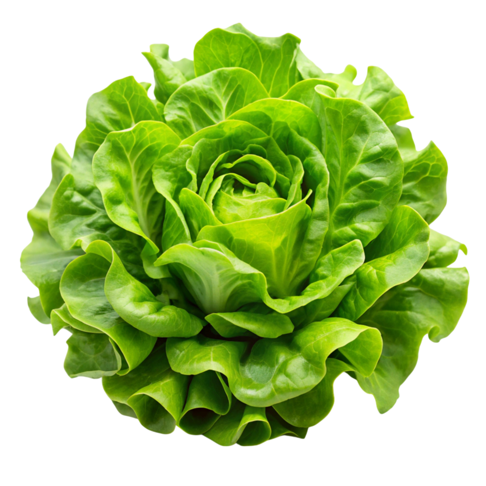 Whole lettuce with bright green leaves and lush texture, representing freshness and healthful eating. png