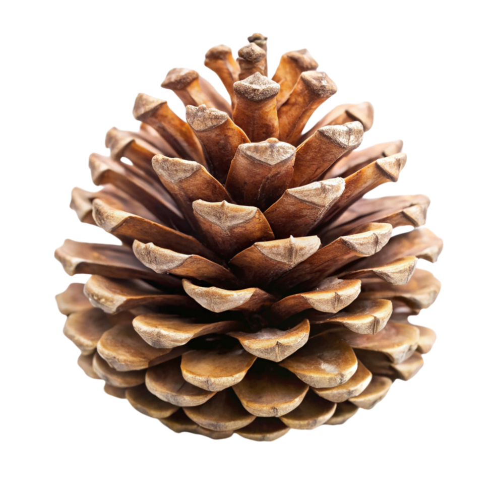 Rustic Pine Cone Isolated on Transparent Background Perfect for Nature and Autumn Themed Concepts png