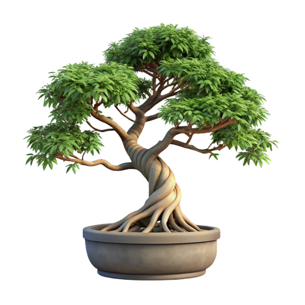 intense vibrant Chinese elm bonsai tree with exposeroots, small leaves, rough bark, studio lighting, side view, isolateon transparent background,high-resolution product photography original png