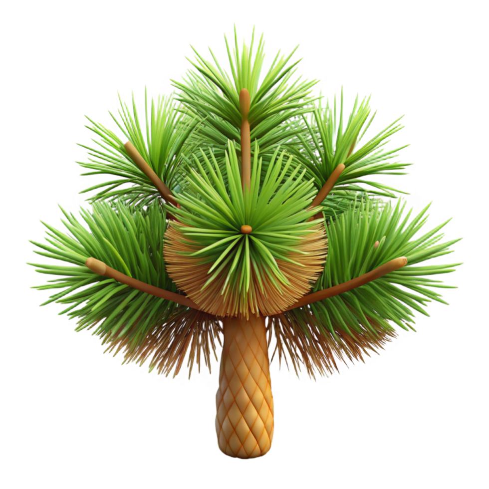 picturesque artistic Slash pine tree with long needles, flaky bark, soft lighting, top-down view, isolateon transparent background,high-resolution product photography professional png