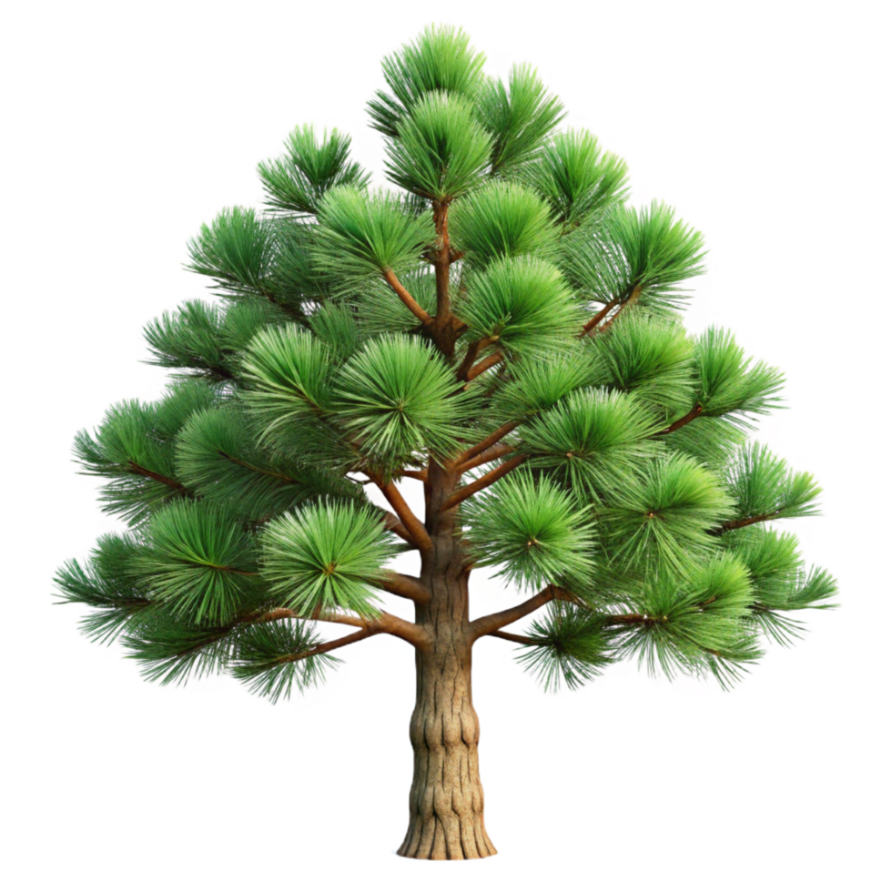 hypnotic whimsical elegant Mugo pine tree with short needles, dense branching, rough bark, dramatic lighting, front view, isolateon transparent background,high-resolution product photography genuine png