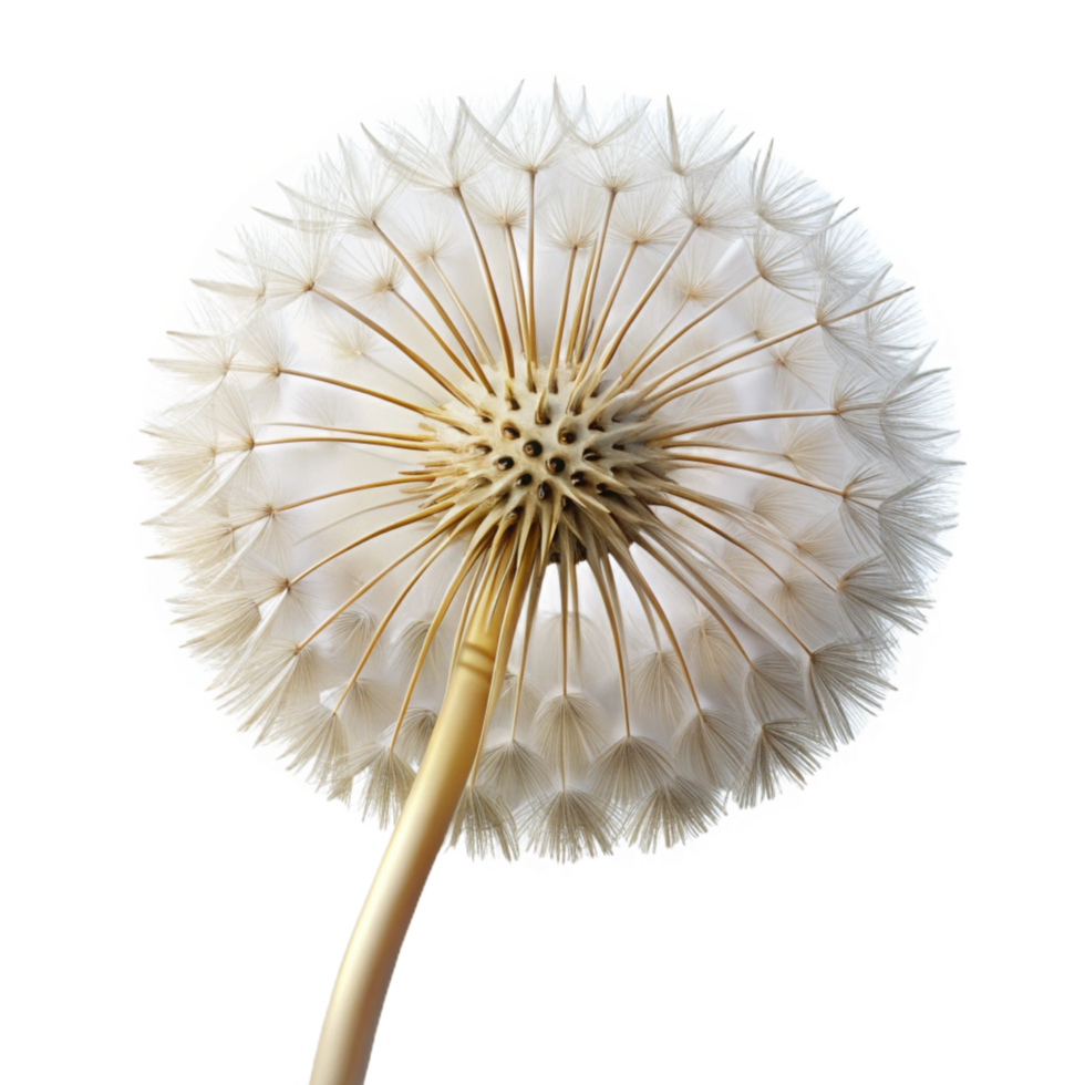 serene bolart deco Single dandelion seehead, white, detaileseeds, soft lighting, front view, with transparent background,high-resolution product photography gallery standard png