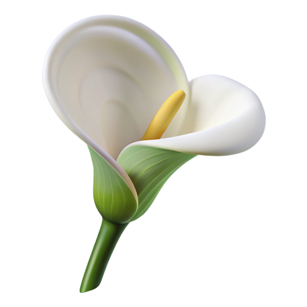 gorgeous notable White calla lily, elegant curveshape, smooth texture, soft lighting, side view, product shot, isolateon transparent background,high-resolution product photography png