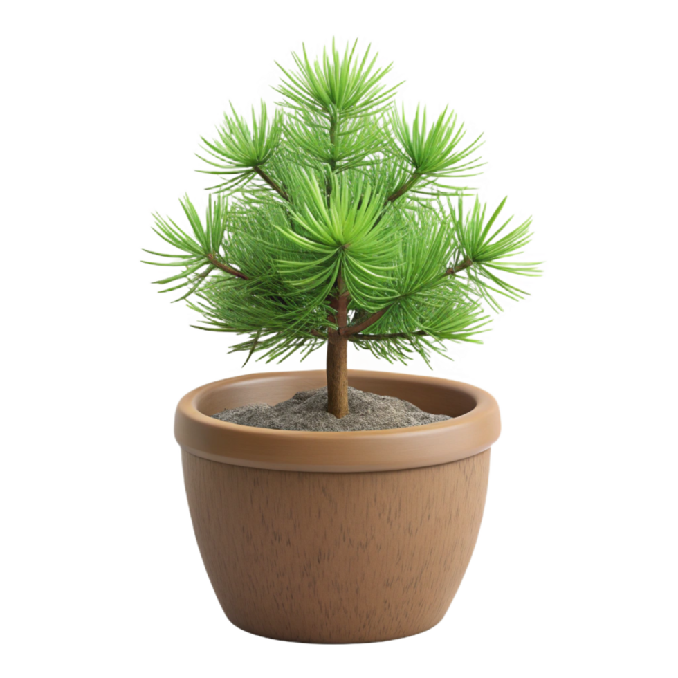 glorious coveteMiniature pine tree in a small pot, realistic needles, rough bark, side view, studio lighting, product shot, isolateon transparent background,high-resolution product photography png