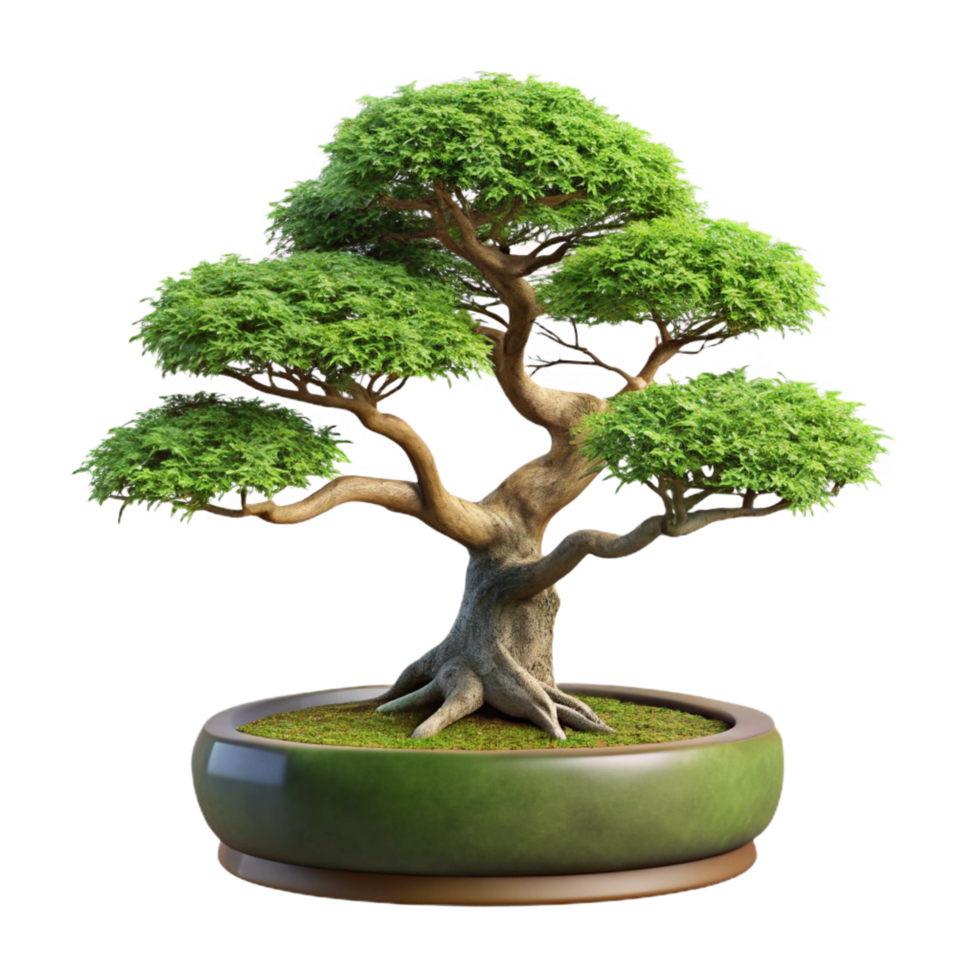 acclaimemid-century Bonsai tree with cascading branches, mossy base, studio lighting, front view, isolateon transparent background,high-resolution product photography impeccable png