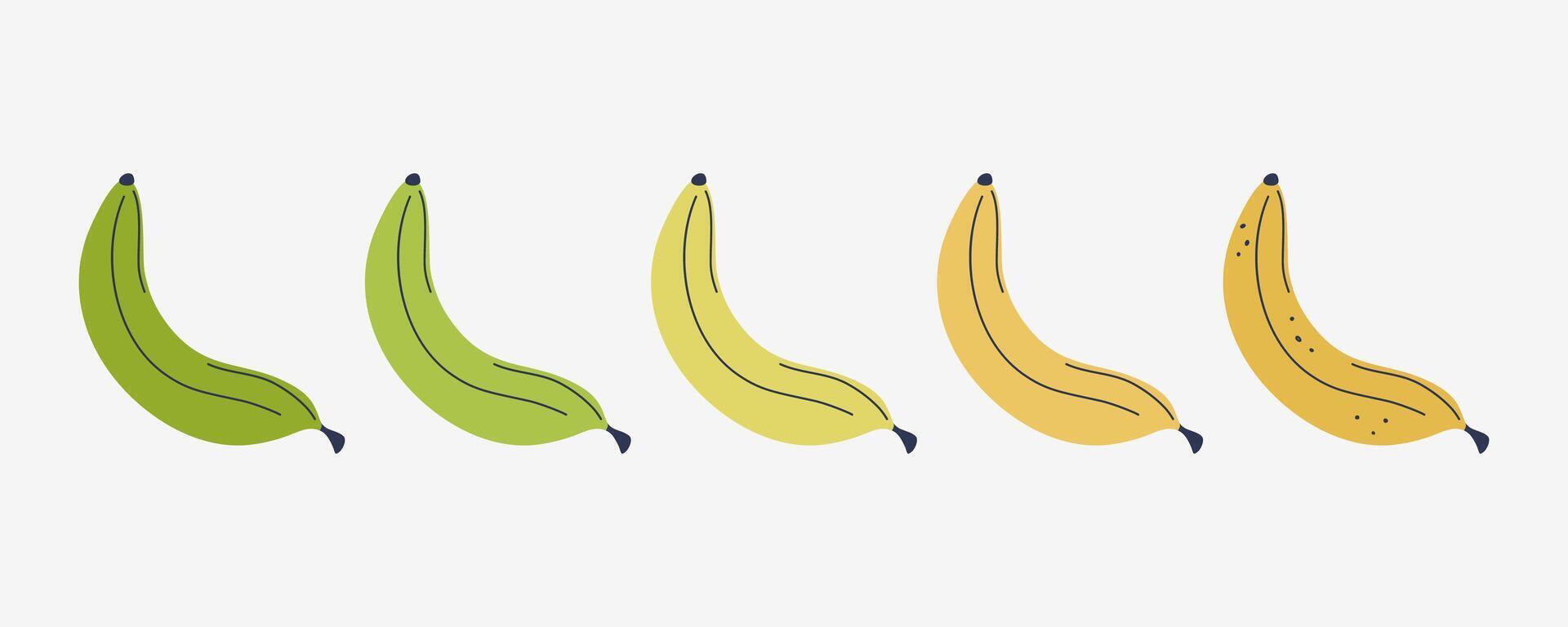 Banana ripeness stages set. Cute tropical fruits ripening gradation steps from green to overripe spotted yellow. Fresh vegan food. Hand drawn flat design illustration. vector