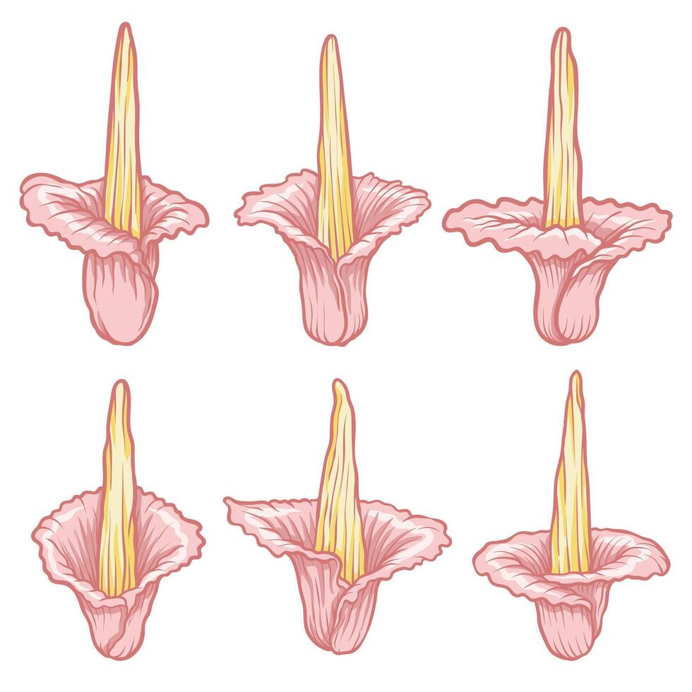 Giant Corpse Flower with Stamen Tropical Botanical Illustration Set vector