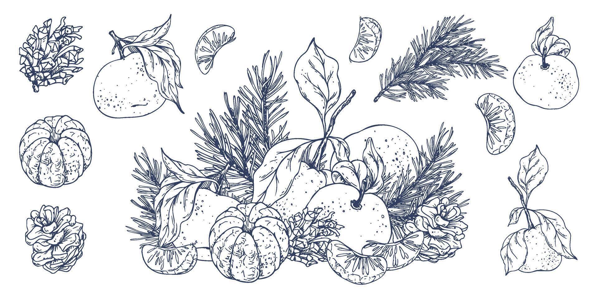 Orange tangerines whole, peeled and sliced with pine branch and cones. Christmas, New Year, Graphic illustration hand drawn in black ink. A set of separate isolated elements of objects EPS . vector