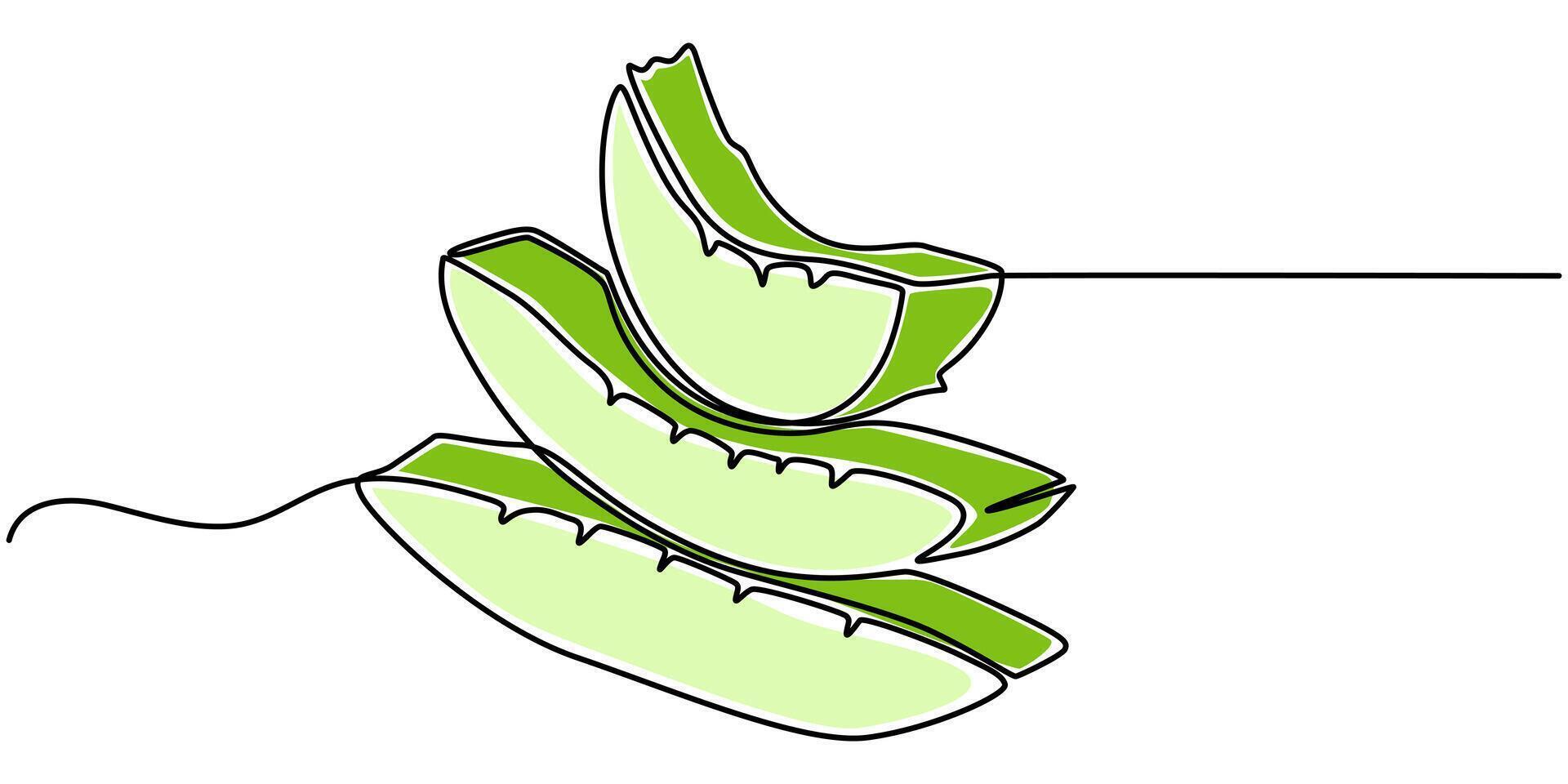 One continuous line drawing art illustration with organic aloe vera vector