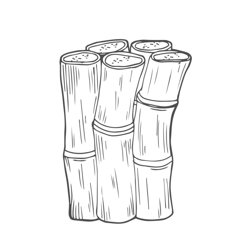 Sketch of sugarcane, isolated on a white background, suitable for packaging labels of processed sugarcane products. illustration. vector
